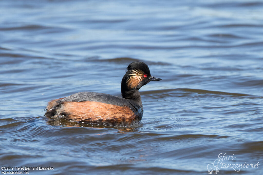 Black-necked Grebeadult breeding, identification