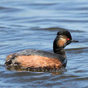 Black-necked Grebe