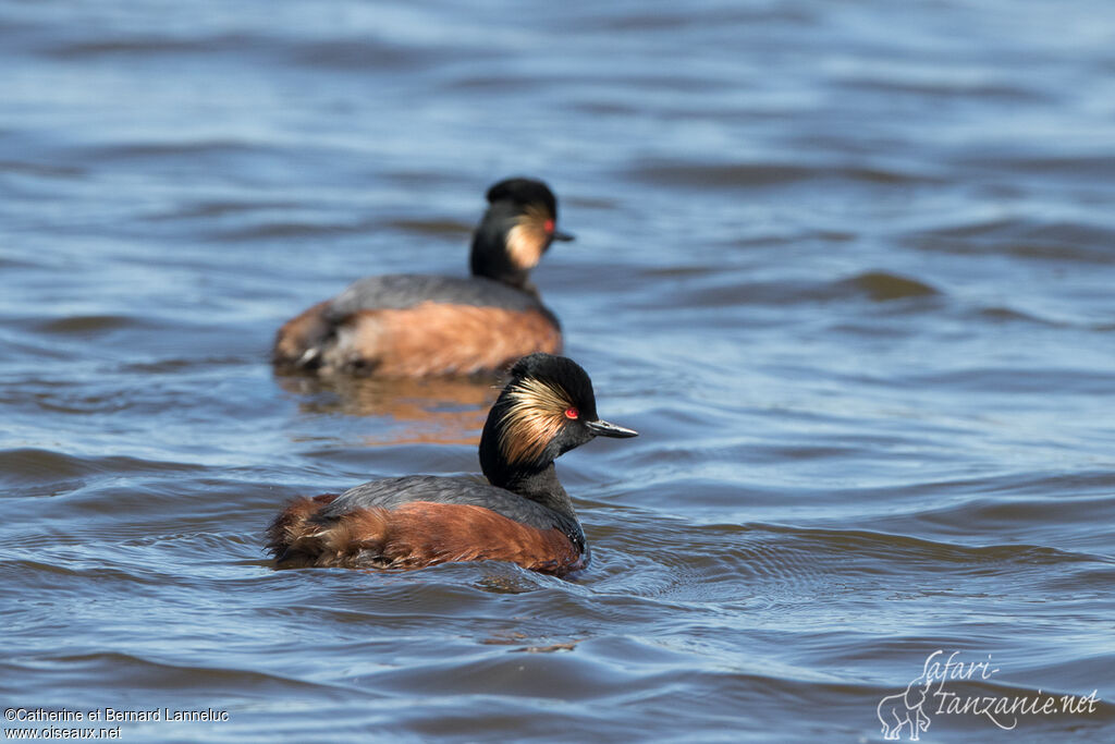 Black-necked Grebeadult breeding