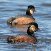 Black-necked Grebe