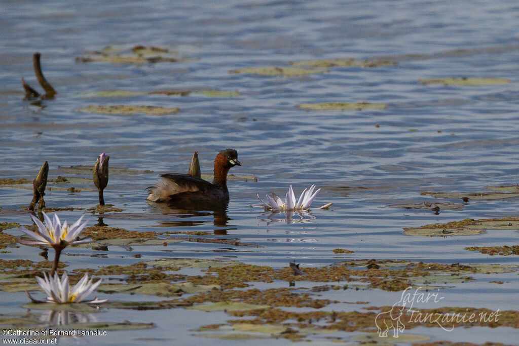 Little Grebeadult breeding