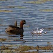 Little Grebe