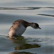 Little Grebe