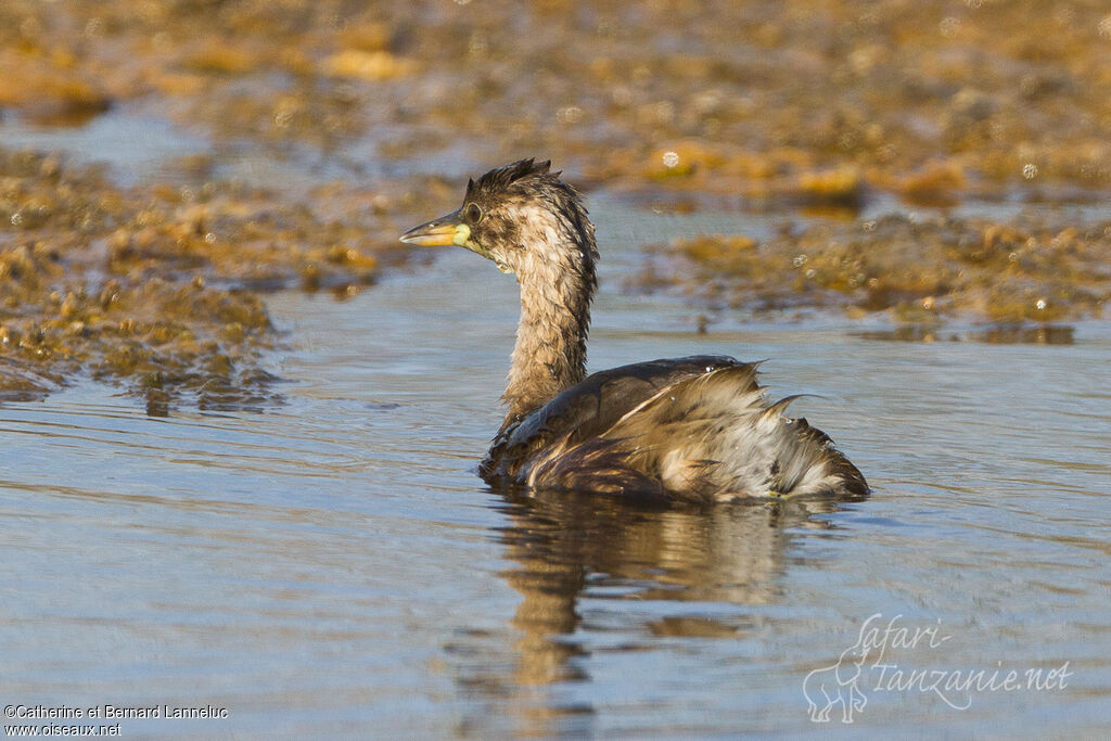 Little Grebeadult post breeding