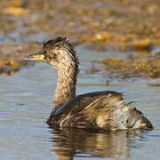 Little Grebe