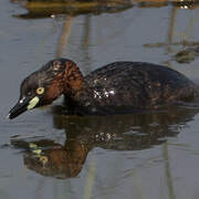 Little Grebe