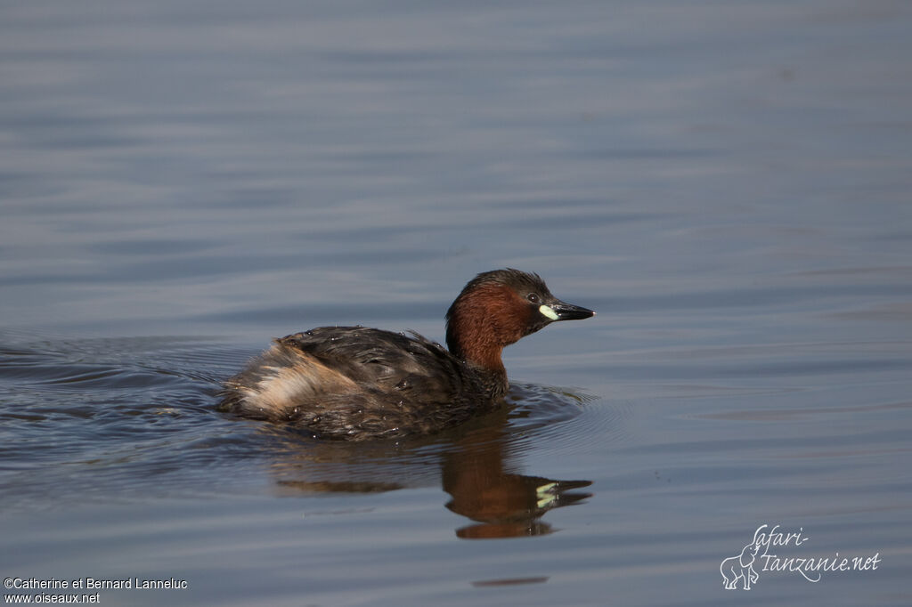 Little Grebeadult breeding, identification