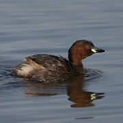 Little Grebe