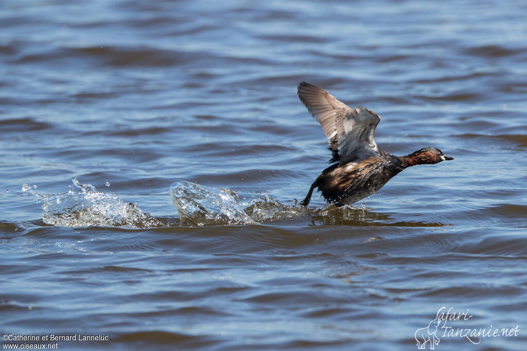 Little Grebeadult breeding, Flight