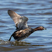 Little Grebe