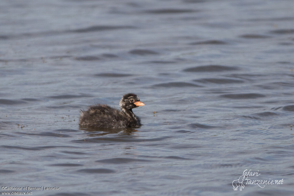 Grèbe castagneuxjuvénile, identification