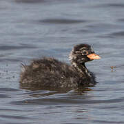 Little Grebe