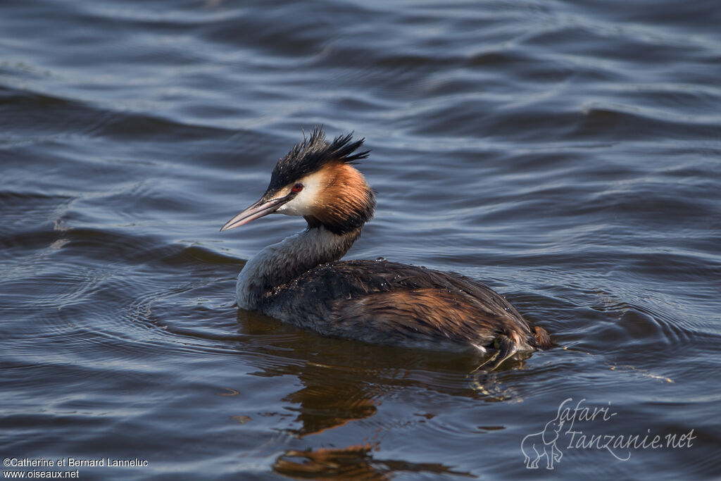 Great Crested Grebeadult breeding, swimming