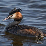 Great Crested Grebe