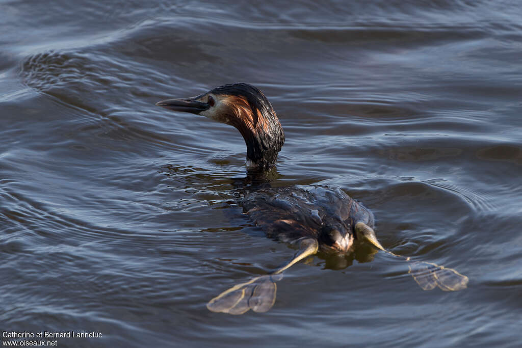 Great Crested Grebeadult breeding, swimming, Behaviour