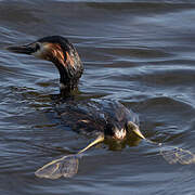 Great Crested Grebe