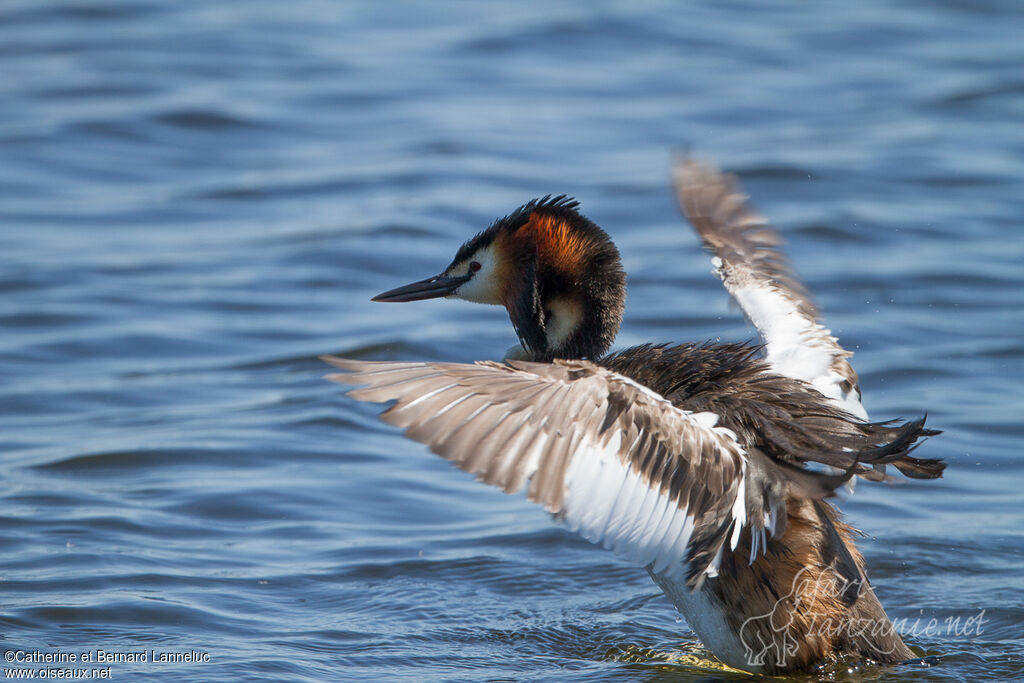 Great Crested Grebeadult, aspect