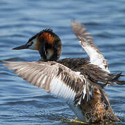 Great Crested Grebe