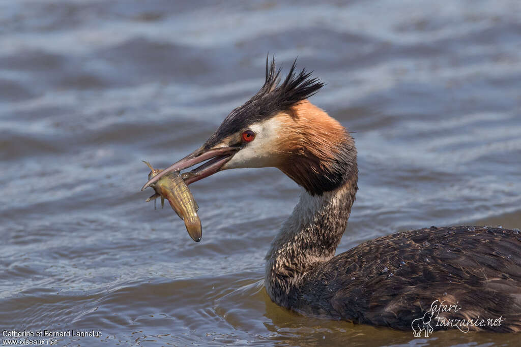 Great Crested Grebeadult breeding, feeding habits, fishing/hunting