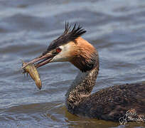 Great Crested Grebe