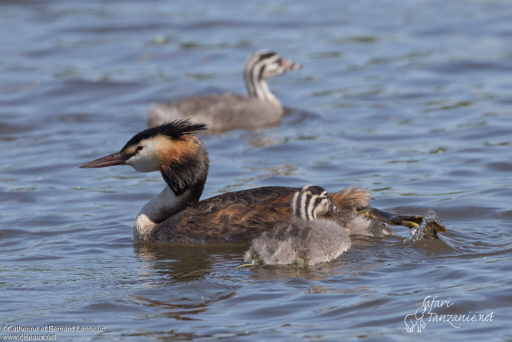 Great Crested Grebe, Reproduction-nesting