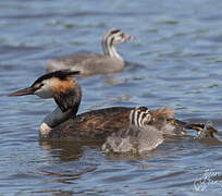 Great Crested Grebe