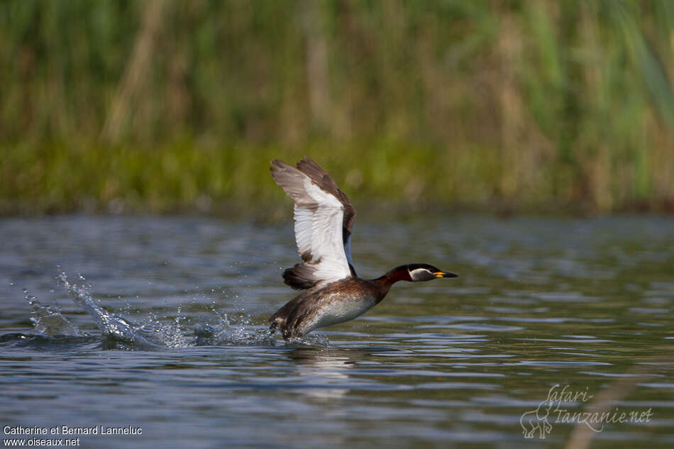 Red-necked Grebeadult breeding, habitat, Flight