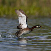 Red-necked Grebe