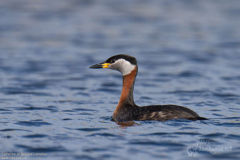 Red-necked Grebeadult breeding, identification