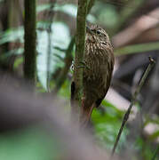 Olive-backed Woodcreeper