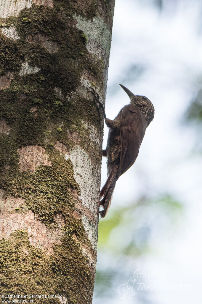 Amazonian Barred Woodcreeper