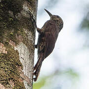 Amazonian Barred Woodcreeper