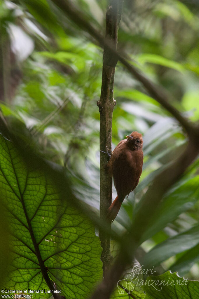 Plain-brown Woodcreeper