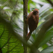 Plain-brown Woodcreeper