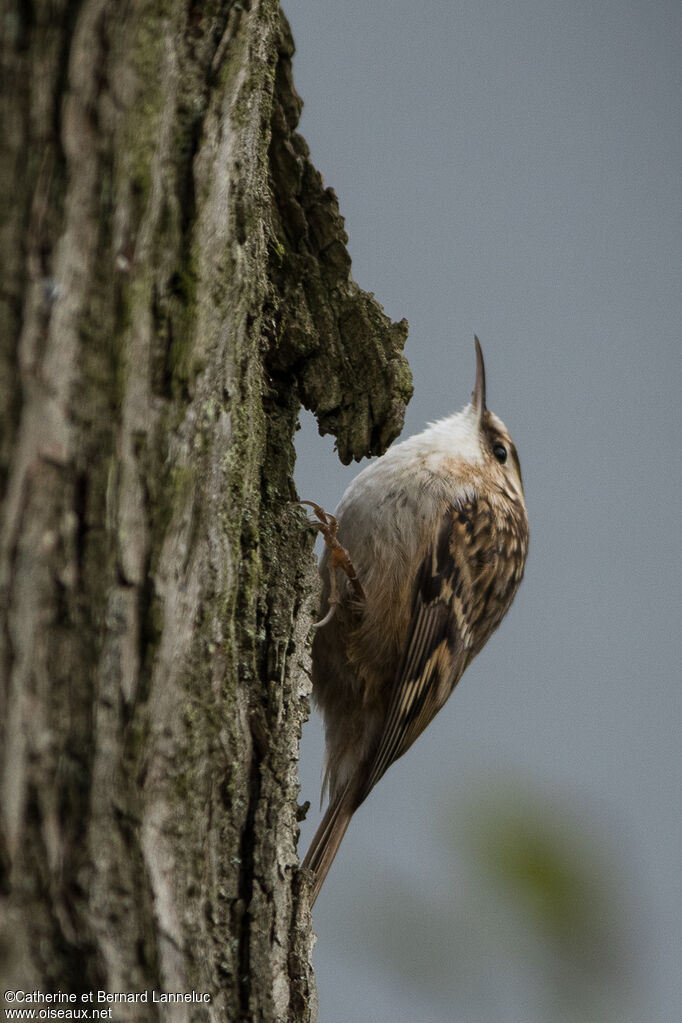 Short-toed Treecreeperadult