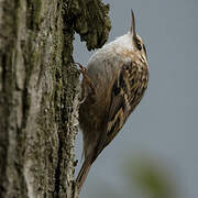 Short-toed Treecreeper