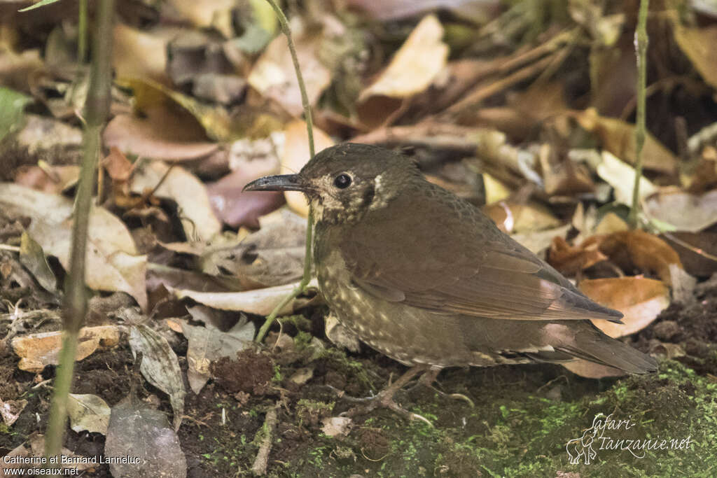 Grive à grand becadulte, identification