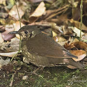 Dark-sided Thrush