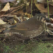 Dark-sided Thrush