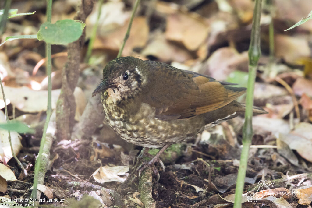 Grive à grand becadulte, identification