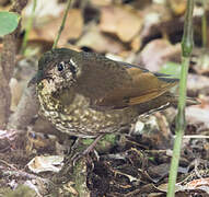 Dark-sided Thrush