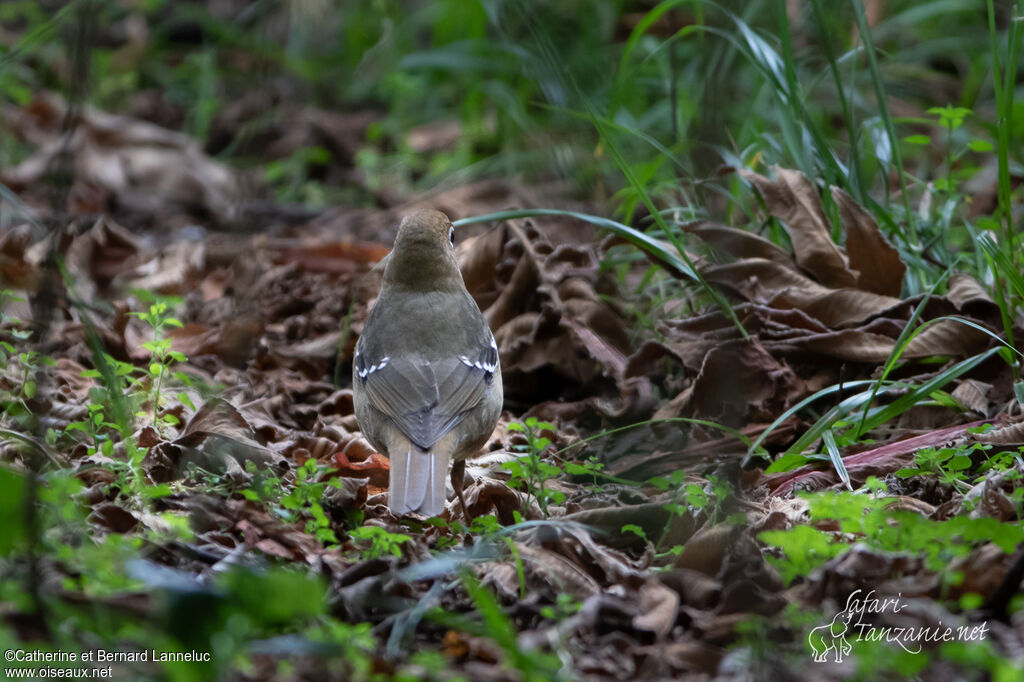 Abyssinian Ground Thrushadult