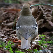 Abyssinian Ground Thrush