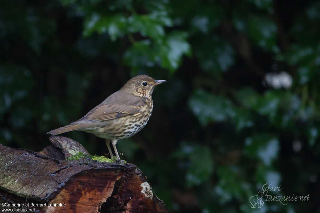 Song Thrush