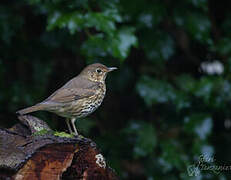 Song Thrush