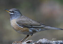 Eyebrowed Thrush