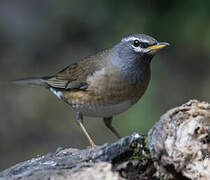 Eyebrowed Thrush