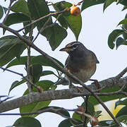 Eyebrowed Thrush