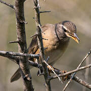 Eyebrowed Thrush