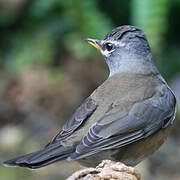 Eyebrowed Thrush